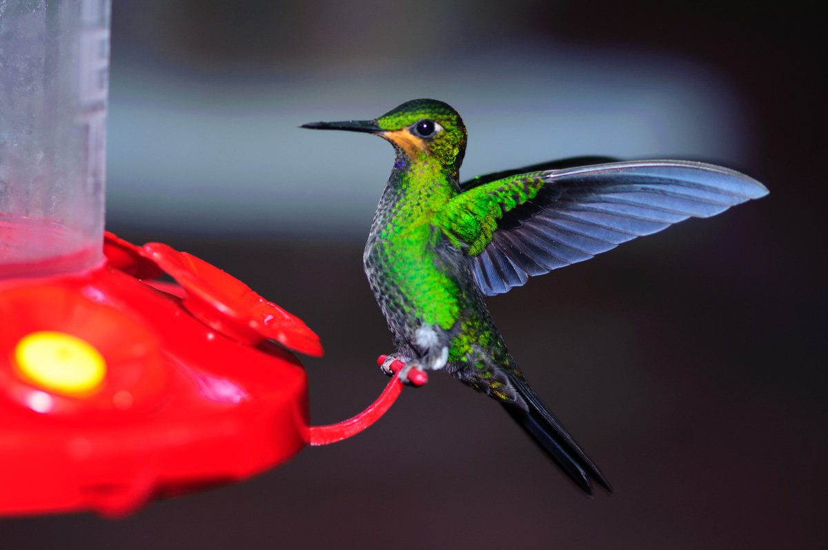 best 28 how far do hummingbirds travel broad billed best 28 how far do hummingbirds travel broad billed